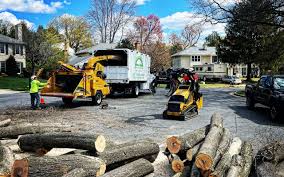 Why Choose Our Tree Removal Services in Thunder Mountain, NM?