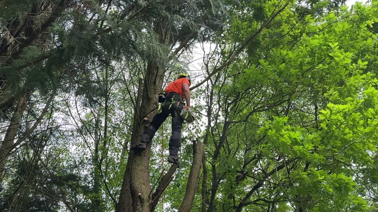 Reliable Thunder Mountain, NM  Tree Services Solutions