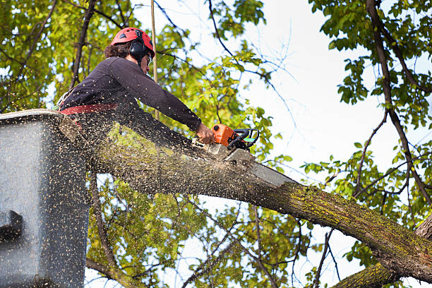 Best Commercial Tree Services  in Thunder Mountain, NM